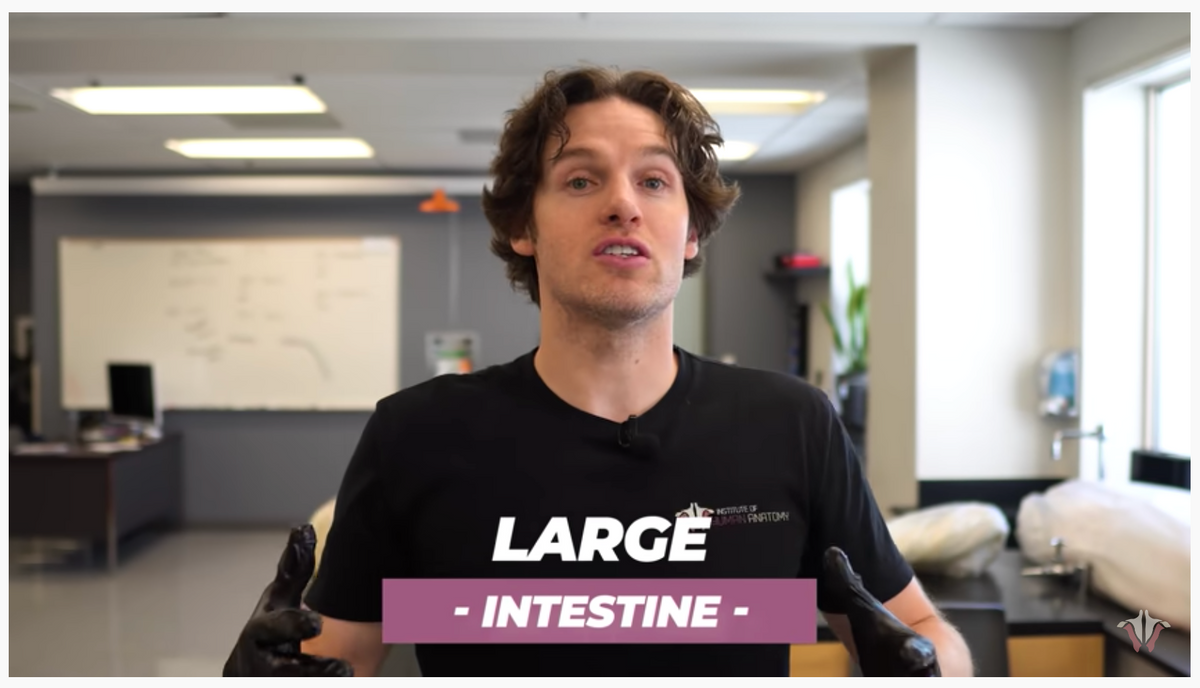 How Much Poop Is Stored in Your Colon? Sebastian Siebert Supplements