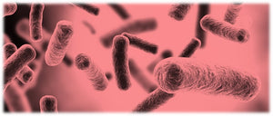 MEET THE 5 FLORISH™️ Bacillus Spores