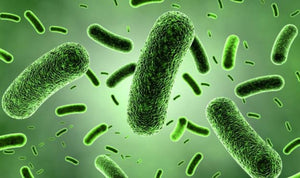The Power of Spore-Based Probiotics: A Deep Dive into the 5 Key Strains in FLORISH