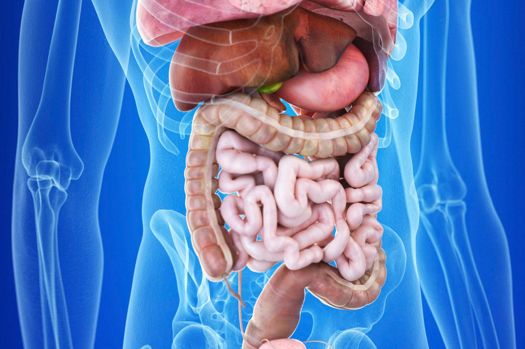 Understanding the Gut Lining: How It Works — and How to Repair It Naturally