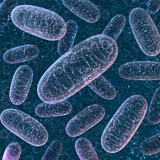 Fulvic Acid and the Powerhouse Within: Supporting Your Mitochondria Naturally