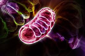 Mitochondria: The Powerhouses of Health and How FLORISH with Fulvic Acid Supports Them