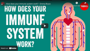 How does your immune system work? - Emma Bryce