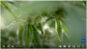 The Cannabis Question I Full Documentary I NOVA I PBS