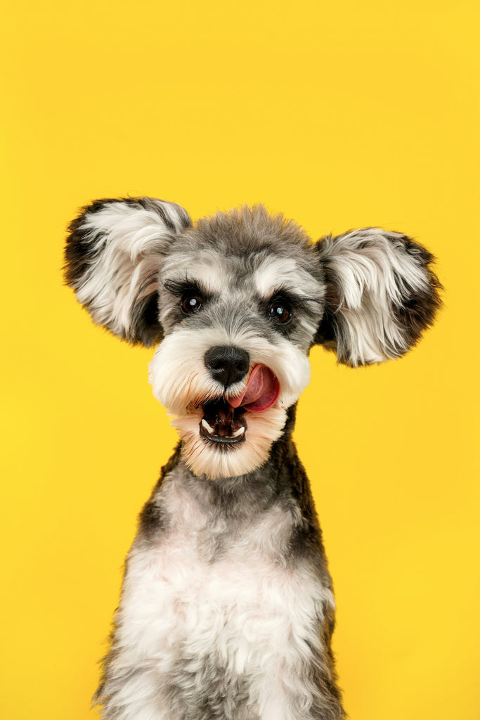 FLORISH Spore Probiotic: A Pet-Friendly Solution for Good Gut Health