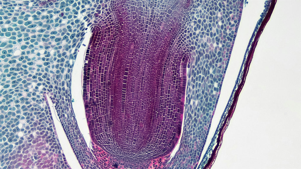 Prebiotics, Probiotics &amp; Spore-Based Probiotics: What’s the Difference – and Which is Better?
