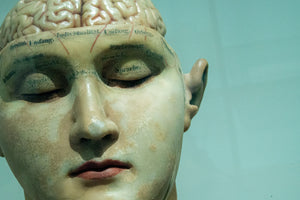 Supporting the Blood-Brain Barrier for Optimal Wellness and Vitality