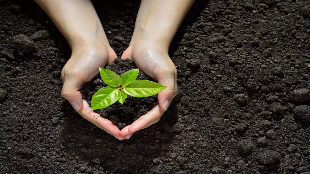 So What's So Great About Fulvic Acid Anyhow?