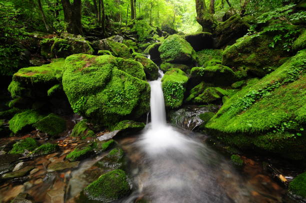 The Hidden Link: Salts, Minerals and Hydration in Gut Health