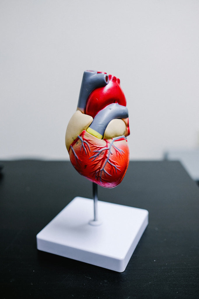 The Gut-Cholesterol Connection: How FLORISH Supports Good Health