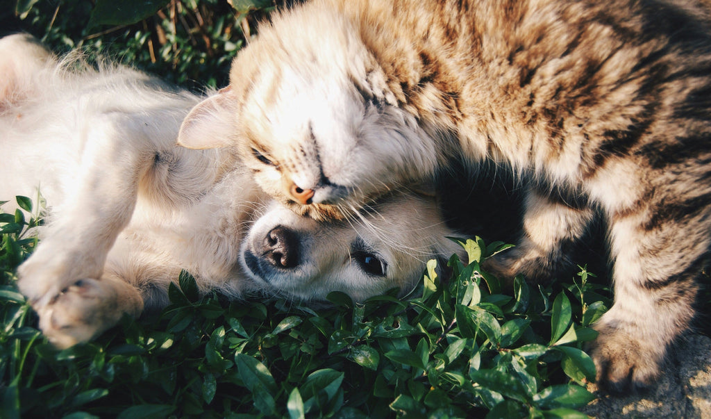 Can Pets Take FLORISH Spore Probiotic? A Safe Supplement for Your Furry Friends