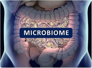 Understanding the Gut-Brain Connection