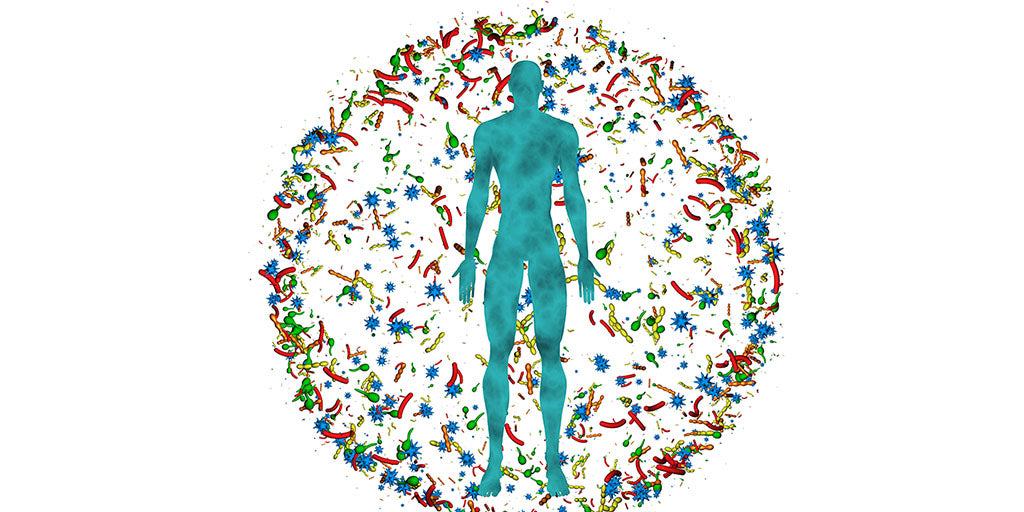 The Gut-Immune Axis: How a Balanced Microbiome Strengthens Your Immune System