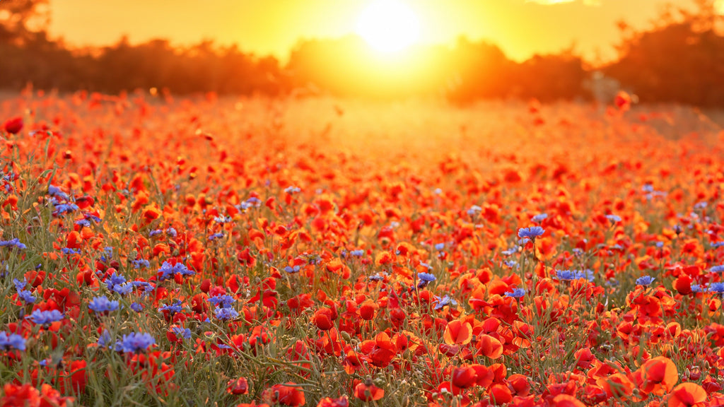 10-Point Checklist for a Healthy Transition from Winter to Spring