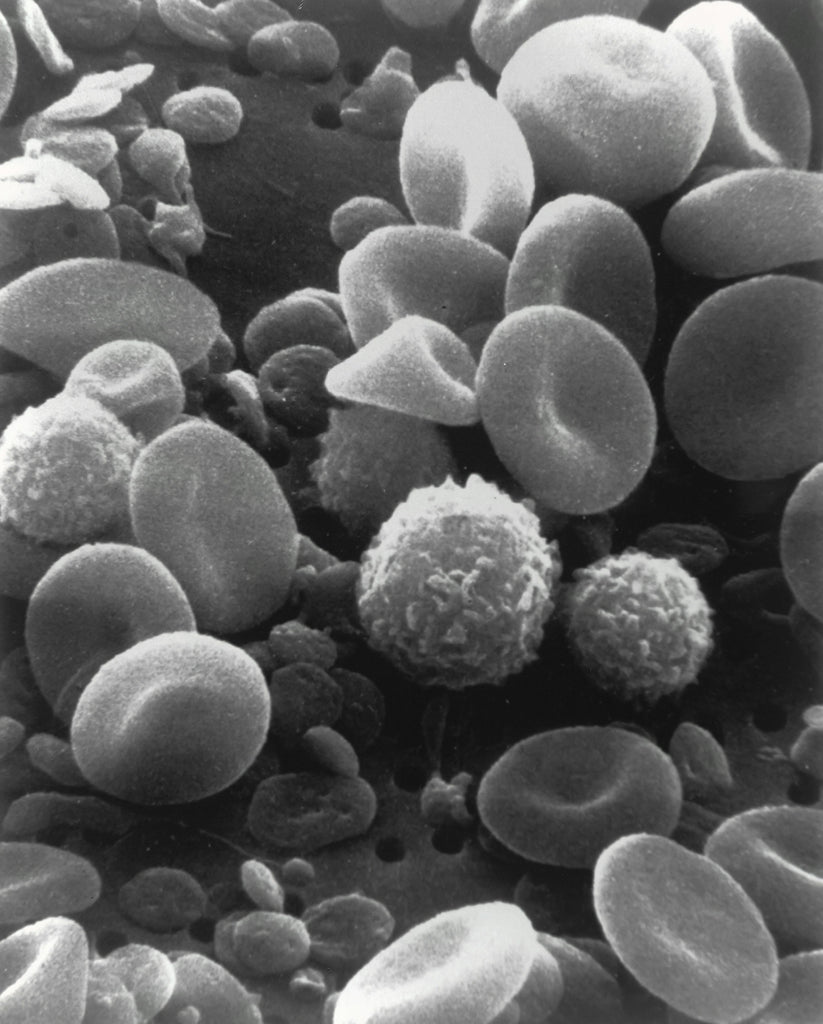 The Most Important Recent Research in Nutrition: How Diet Shapes Brain Health and Longevity