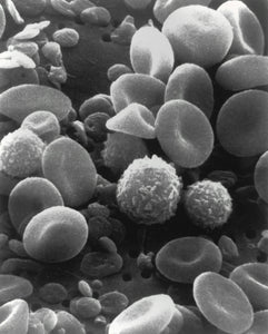 The Most Important Recent Research in Nutrition: How Diet Shapes Brain Health and Longevity