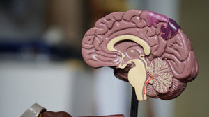 The Gut-Brain Connection: How FLORISH Spore Probiotic with Fulvic Acid Supports Mental and Physical Health