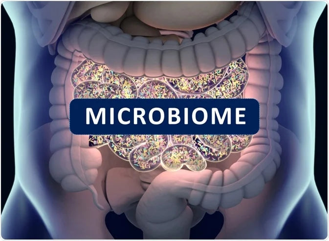 Balancing the Gut in a Modern World: How Supplements Help Optimise Gut Health